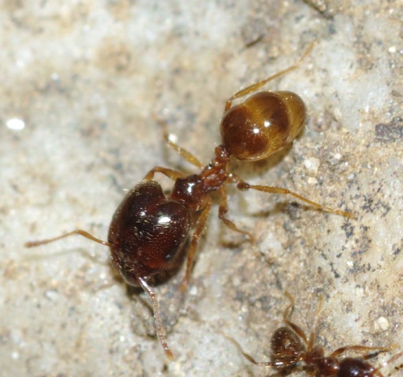 Pheidole pallidula scure